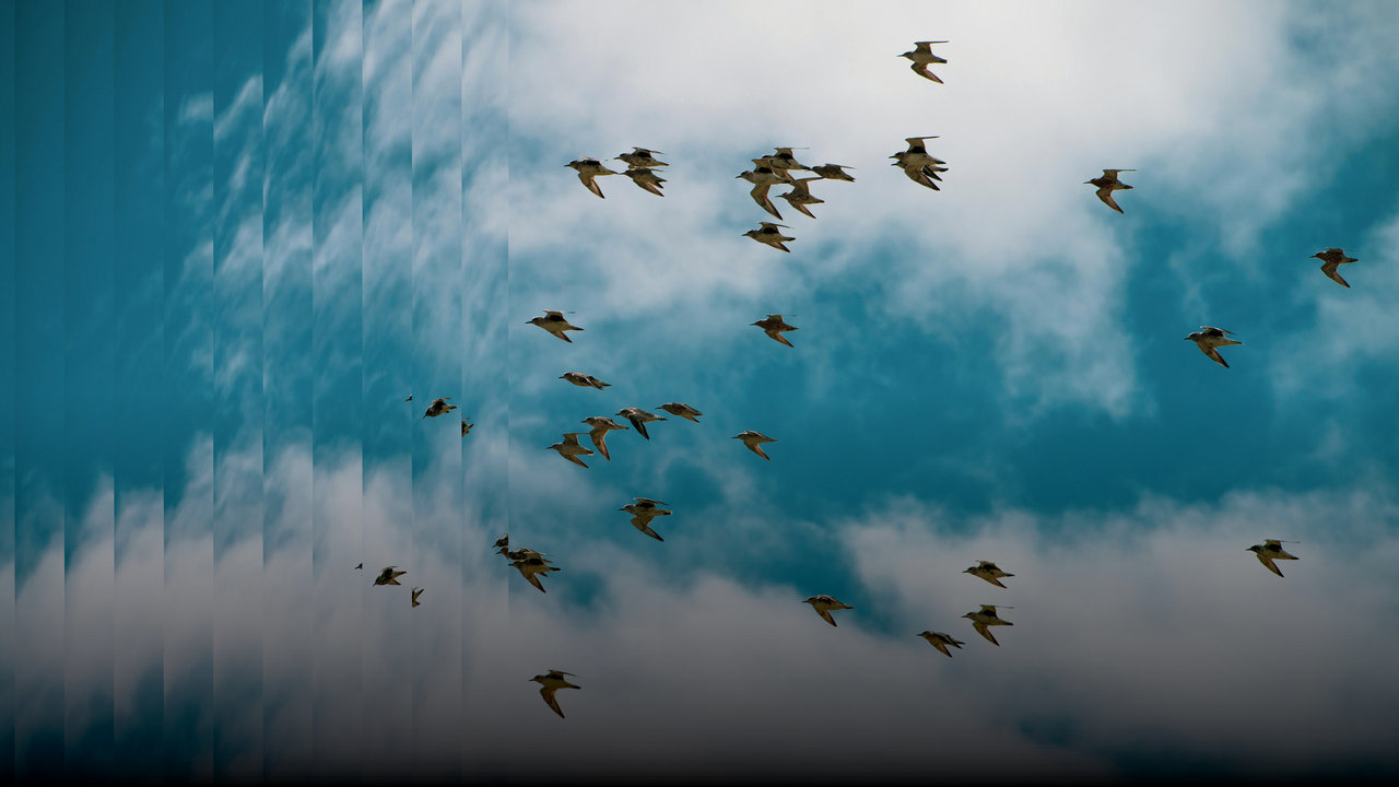 For the Birds